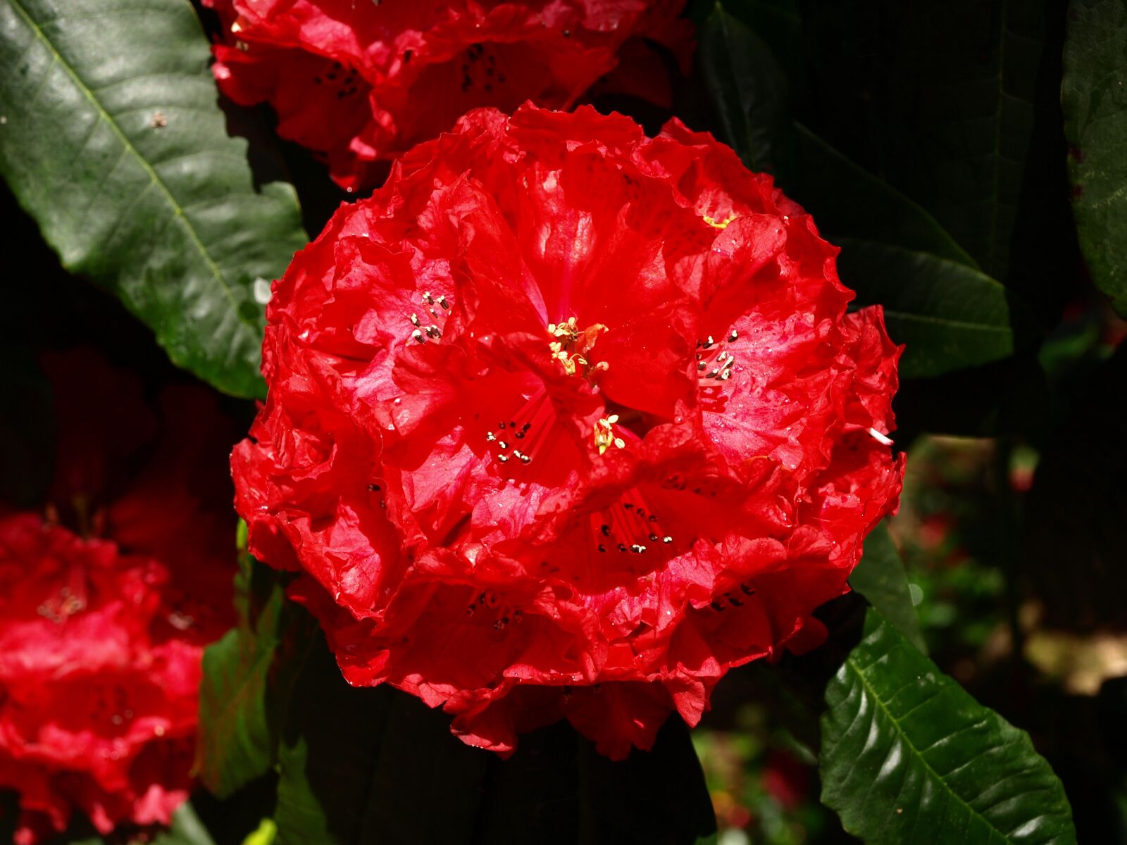 Olympus E-510 (EVOLT E-510) sample photo. Flower, red, bloom photography