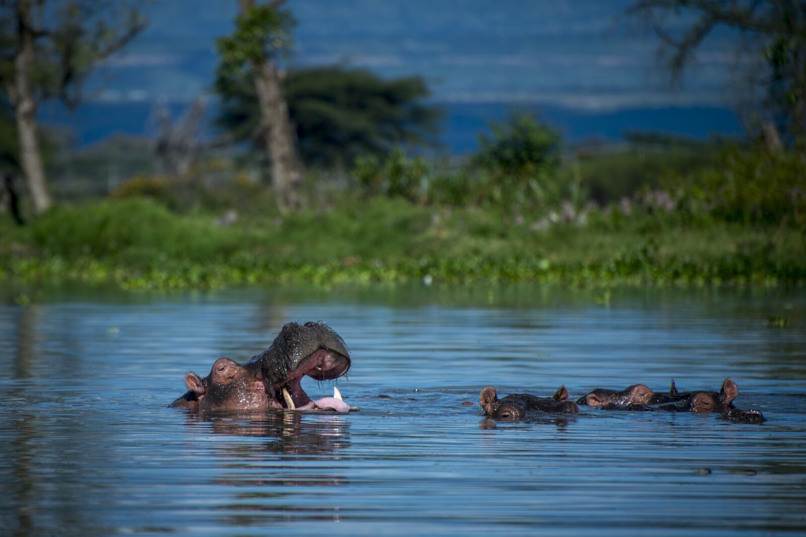 Nikon D4 sample photo. Hippopotamus, africa, safari photography