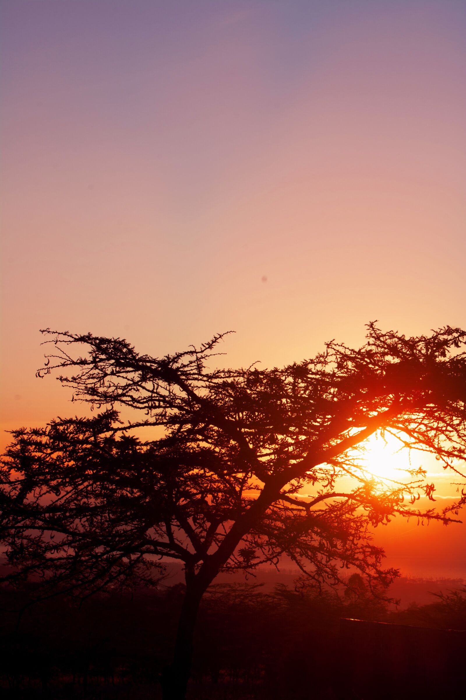 Nikon D7100 sample photo. Red sunrise, tree, nature photography