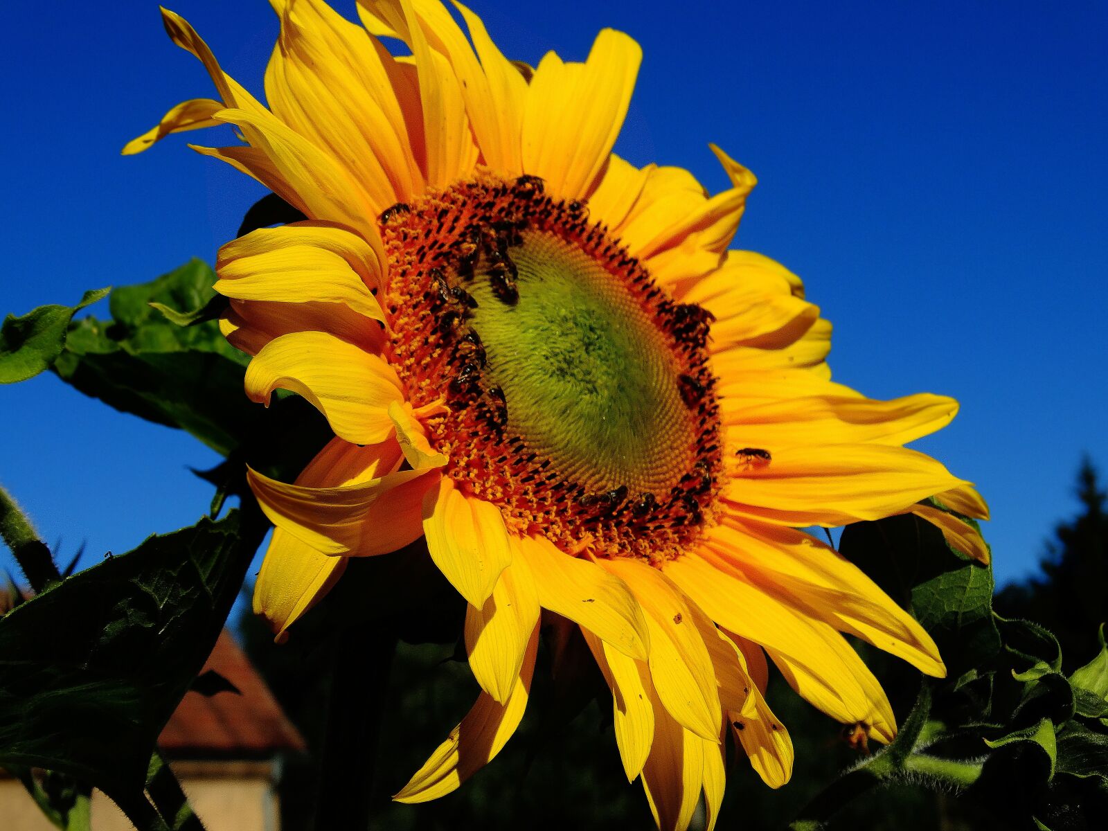 Sony Cyber-shot DSC-HX300 sample photo. Summer, sunflower, insect photography