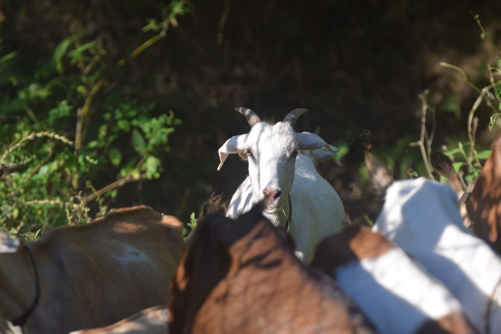 Nikon D3300 sample photo