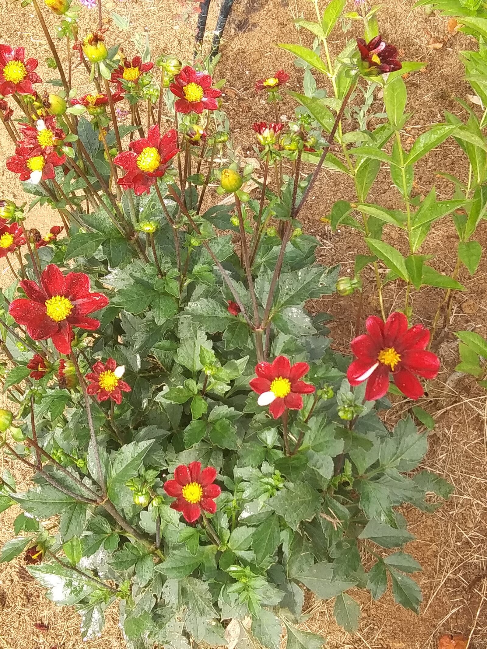 LG PREMIER PRO sample photo. Red, miniature, dahlia photography