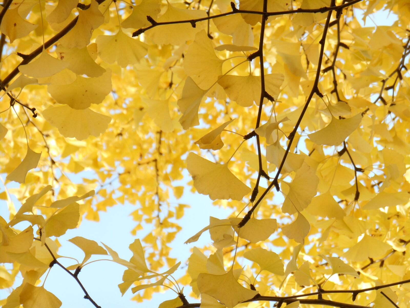 Nikon Coolpix S3500 sample photo. Yellow leaves, autumn, gingko photography