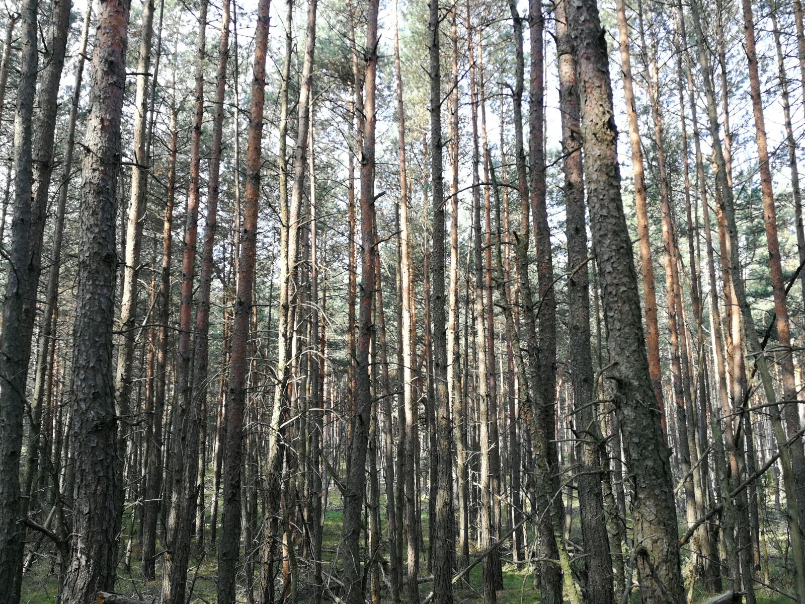 HUAWEI P10 sample photo. Forest, nature, tree photography