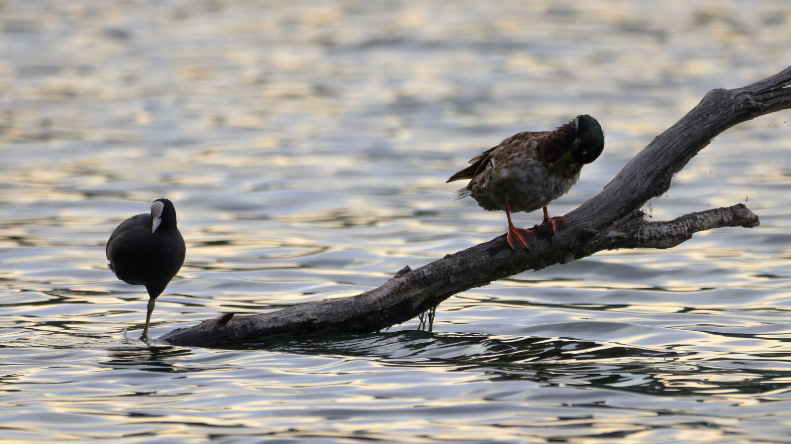 150-600mm F5-6.3 DG OS HSM | Contemporary 015 sample photo. Coot, lake, rest photography