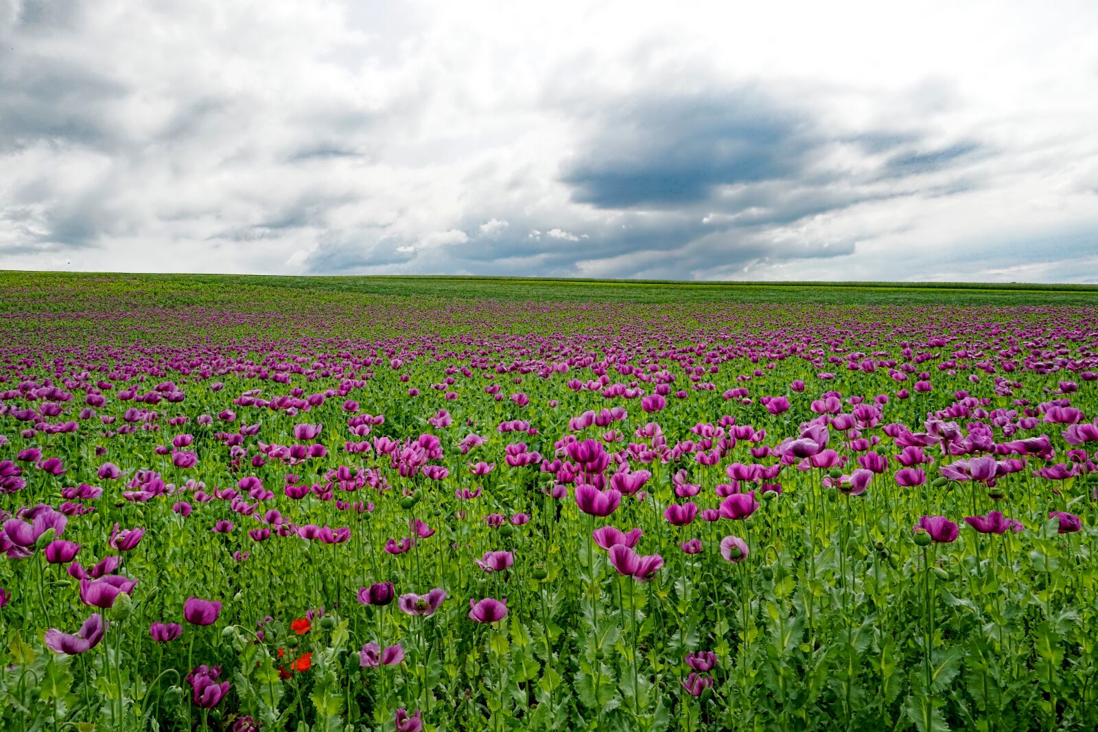 Sony a6000 sample photo. Field of poppies, opium photography