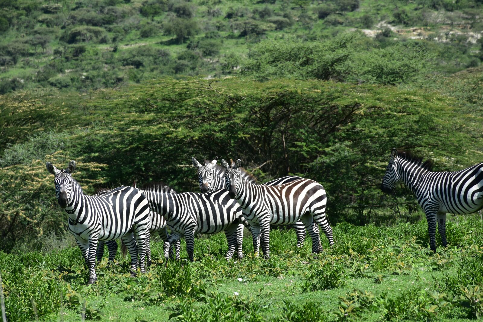 Nikon D7200 sample photo. Tanzania, africa, animals photography