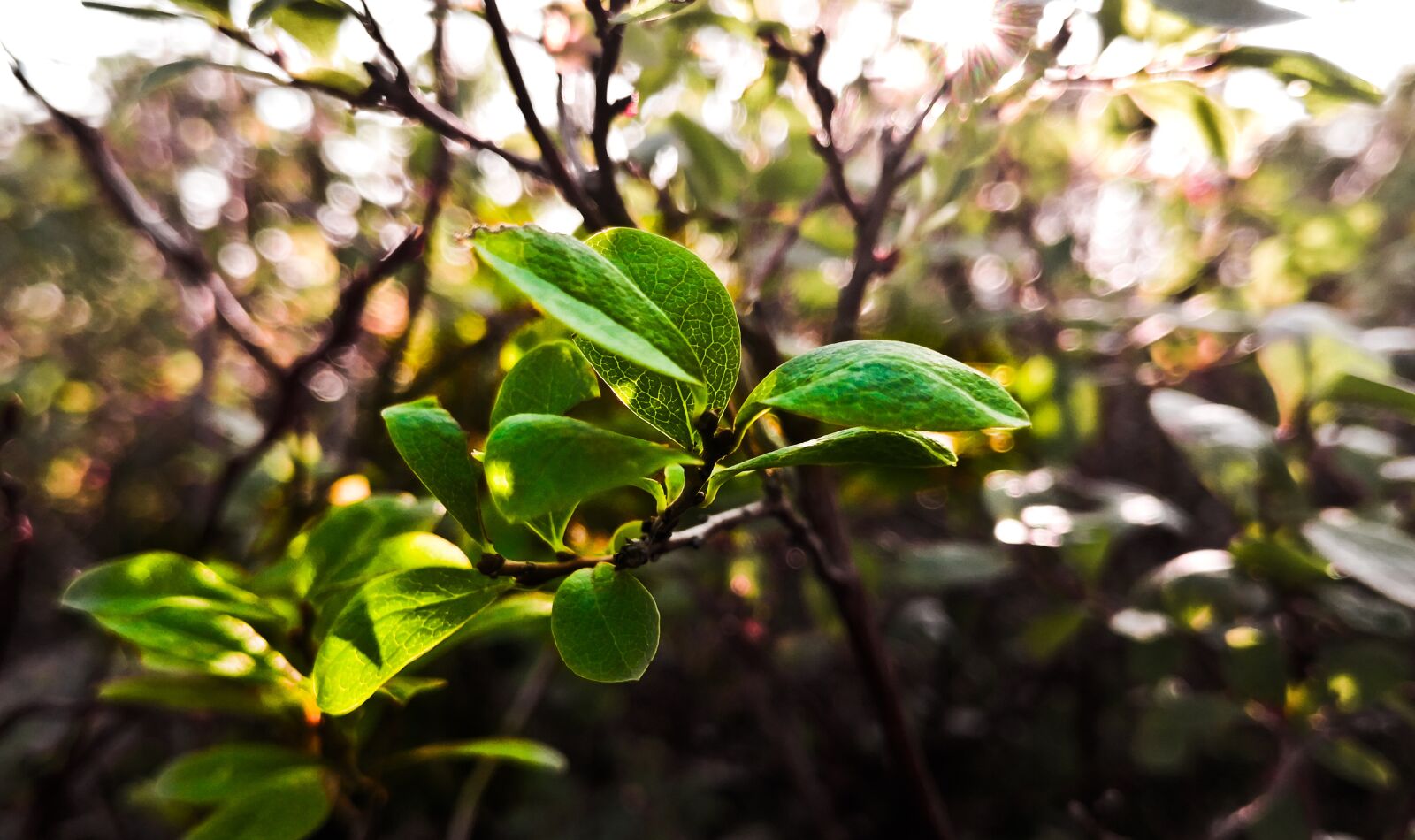 HUAWEI Mate 10 Pro sample photo. Nature, leaf, green photography