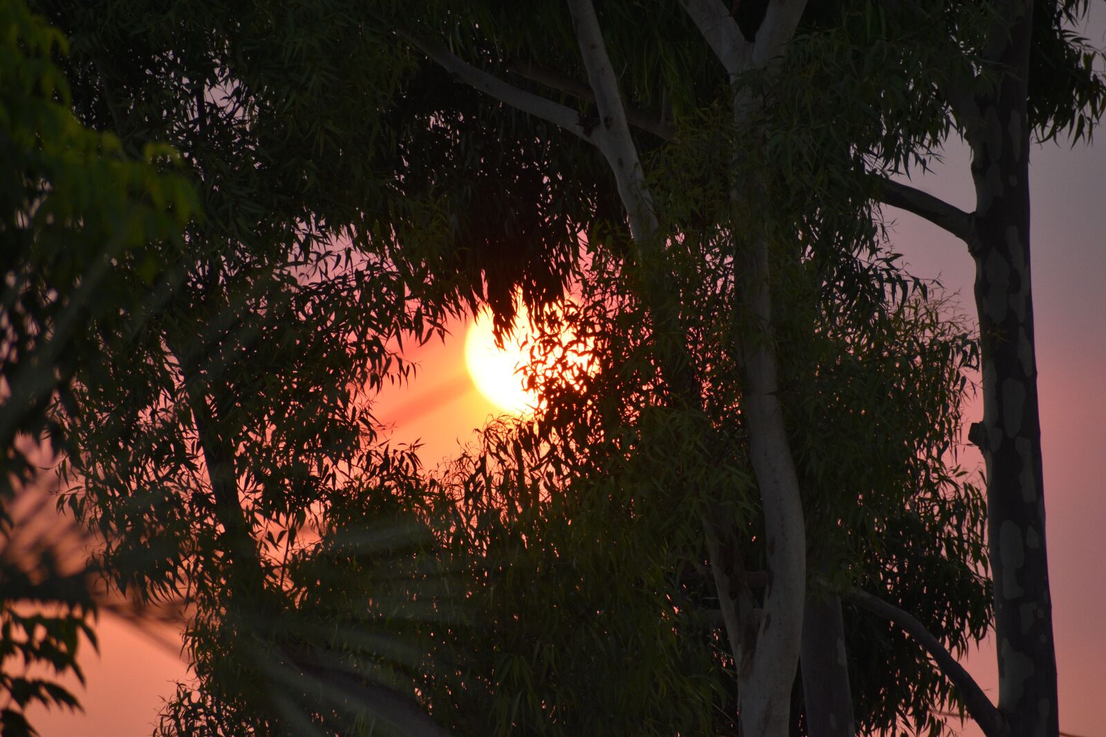 Nikon D3500 sample photo. Sun, heat wave, summer photography