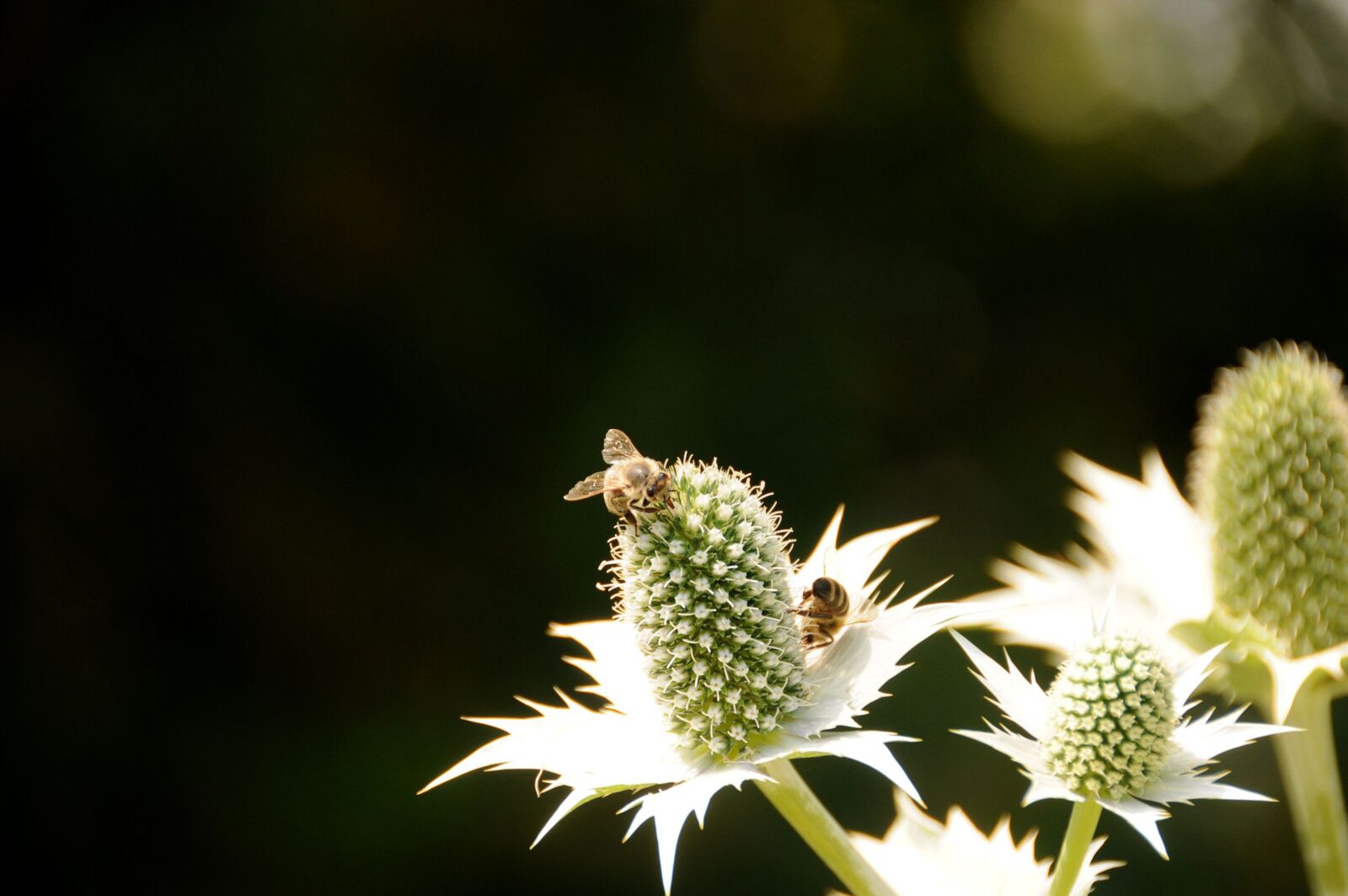 Nikon D300 sample photo. Flower, botany, bee photography