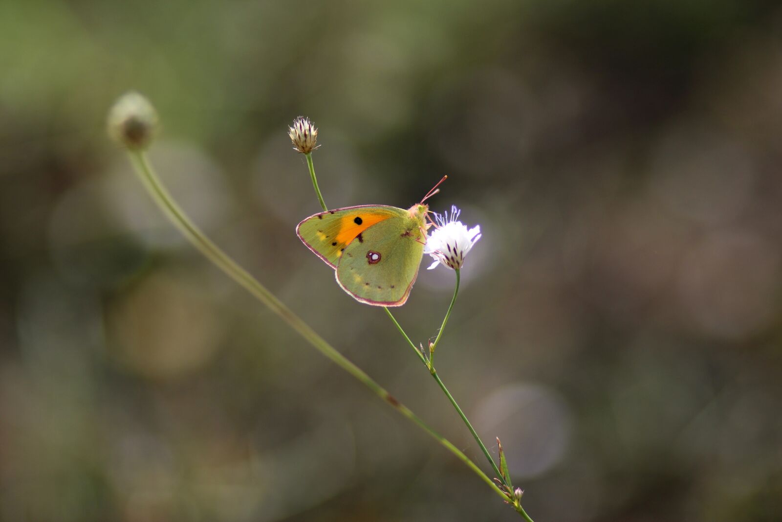 Canon EOS 700D (EOS Rebel T5i / EOS Kiss X7i) + Canon EF 85mm F1.8 USM sample photo. Butterfly, yellow, insecta photography
