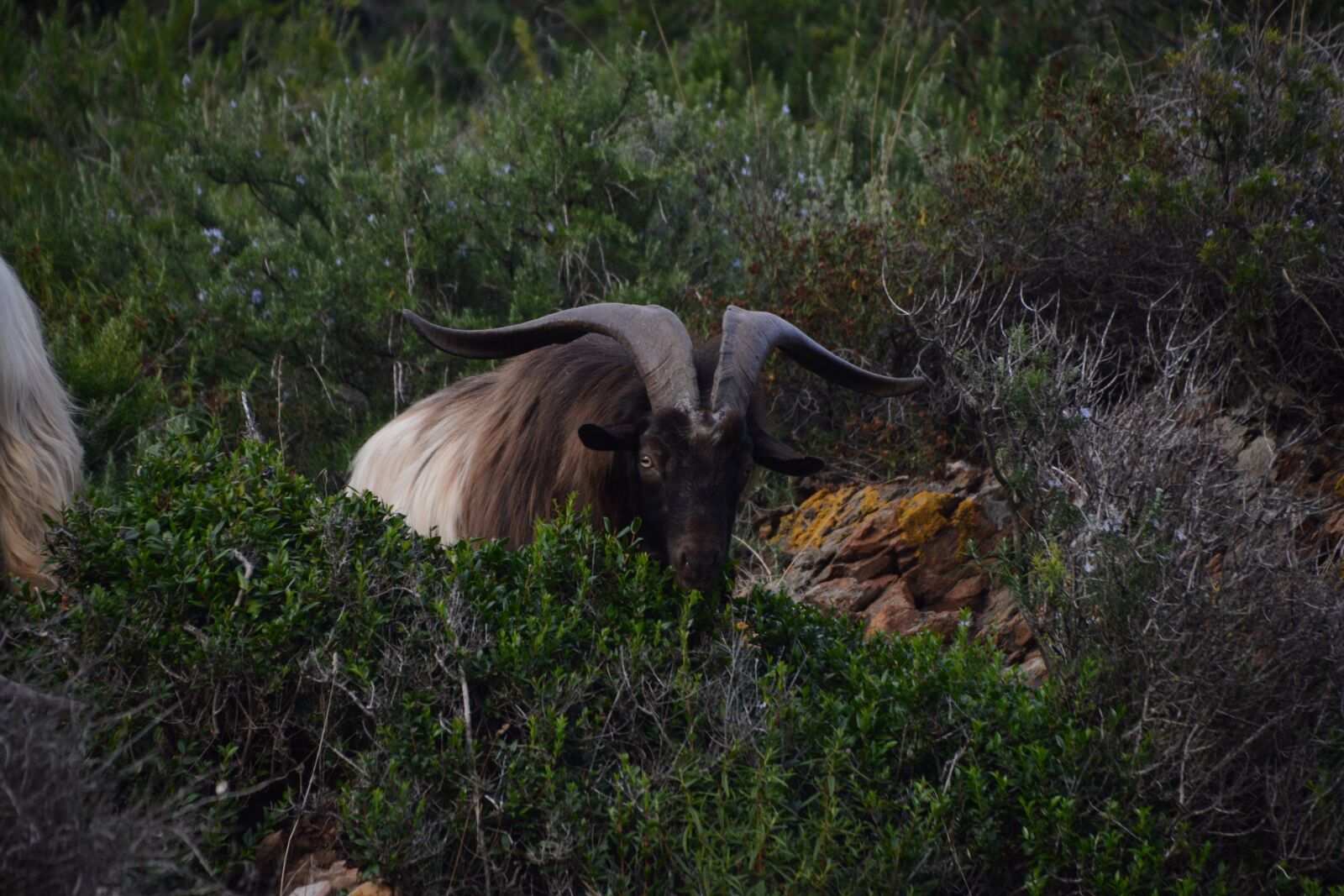 Nikon D7100 sample photo. Animal, wild, mammal photography