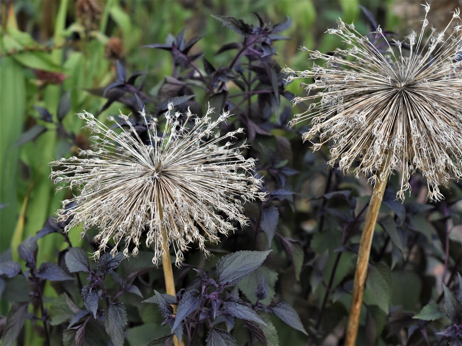 Nikon D7200 sample photo. Ornamental onion, allium, faded photography