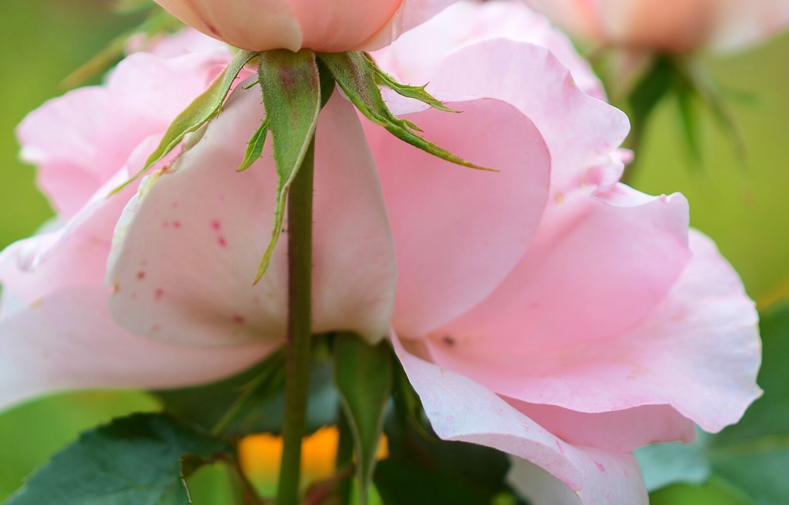 Nikon D7000 sample photo. Rose, pink, flower photography