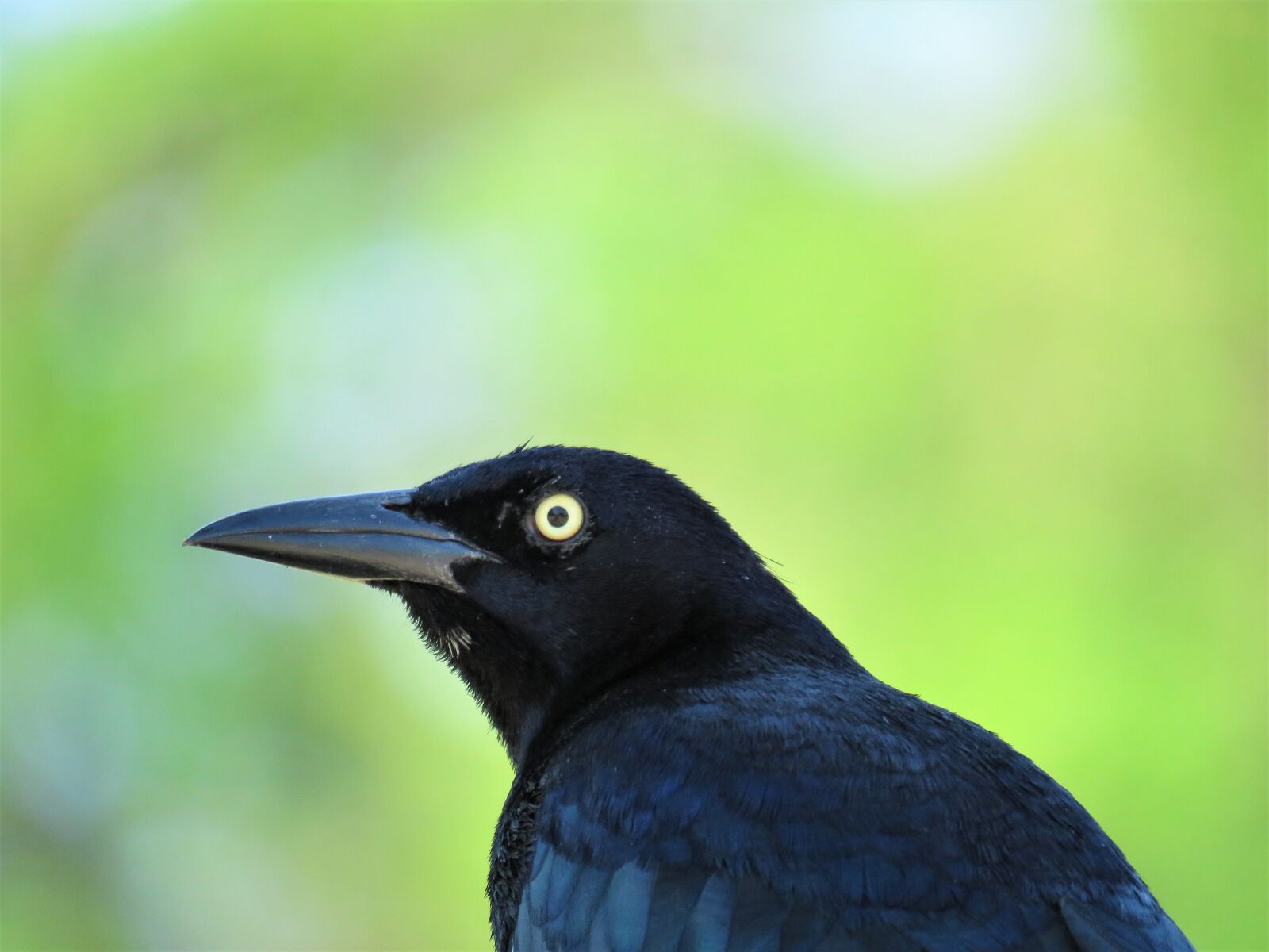 Canon PowerShot SX60 HS sample photo. Blackbird, nature, bird photography