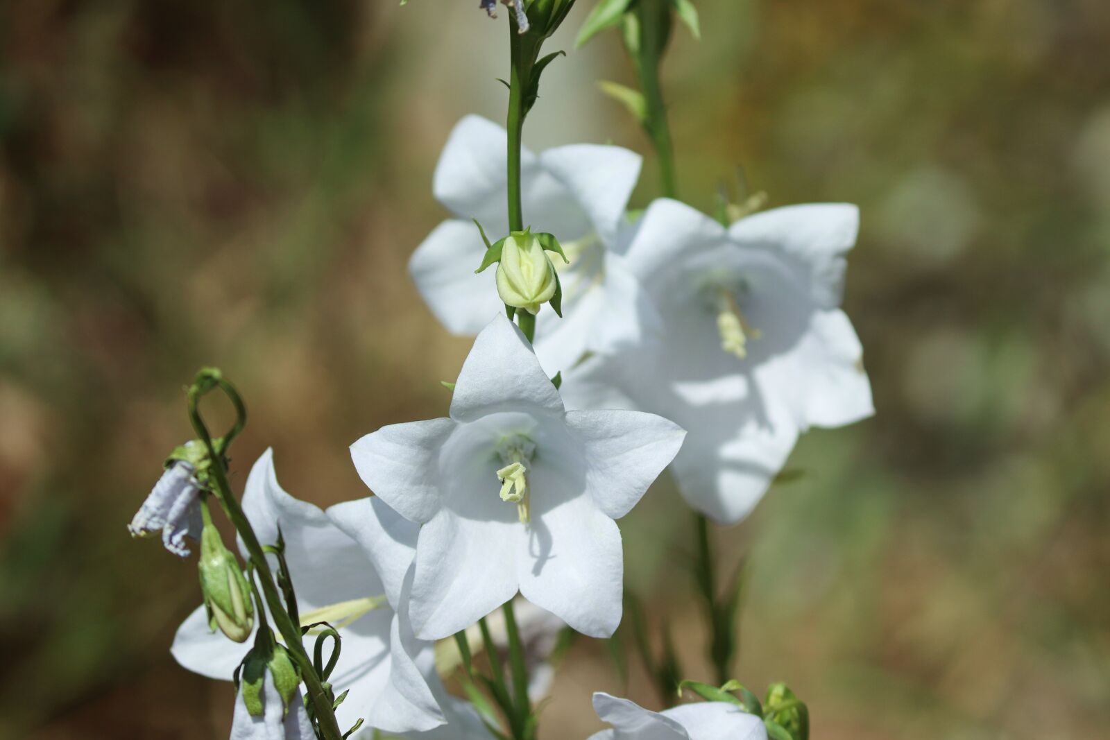 Canon EOS 200D (EOS Rebel SL2 / EOS Kiss X9) sample photo. Campanula, bellflower, white photography