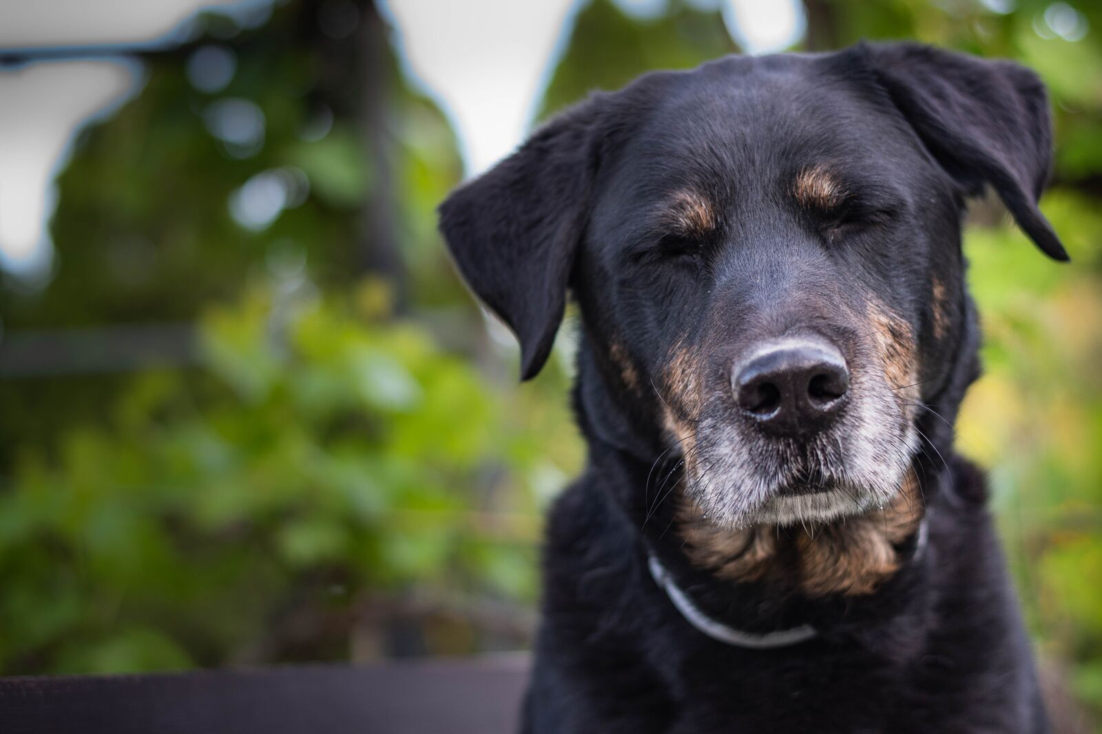 Nikon D5600 sample photo. Dog, eyes, attention photography