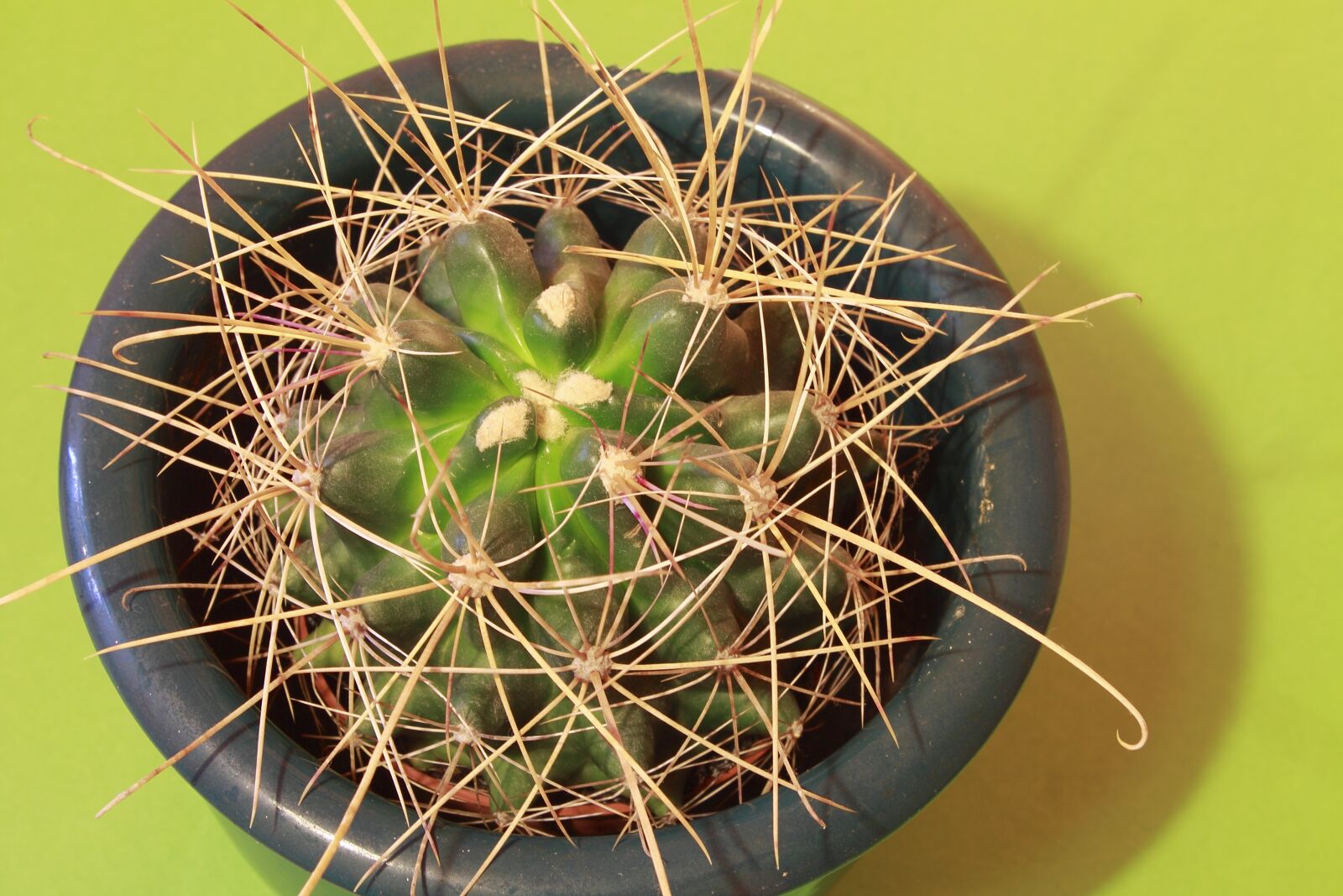 Canon EOS 1100D (EOS Rebel T3 / EOS Kiss X50) sample photo. Cactus, plant, thorns photography