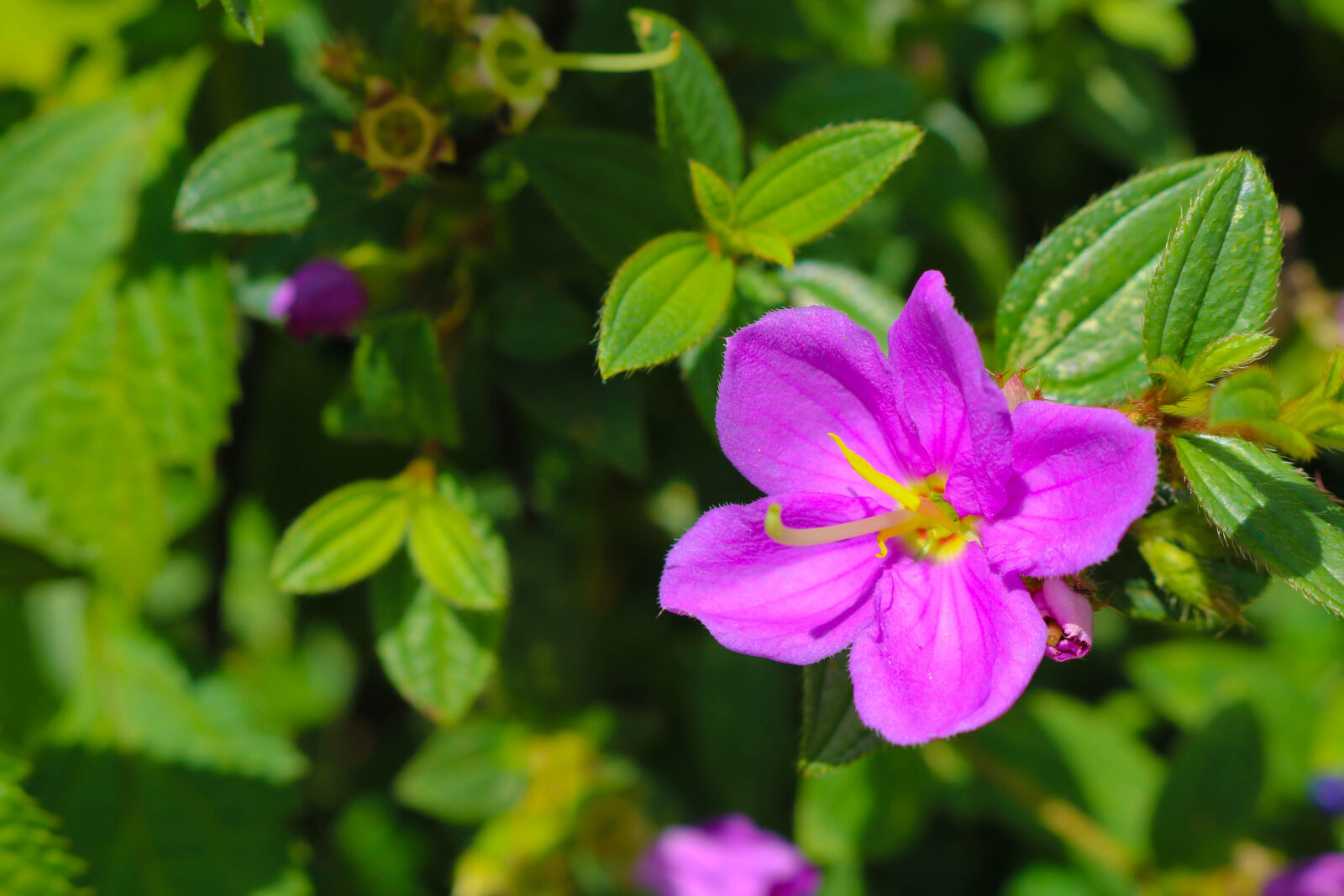 Canon EOS 750D (EOS Rebel T6i / EOS Kiss X8i) sample photo. Srilanka, nature, travel, flowermacro photography
