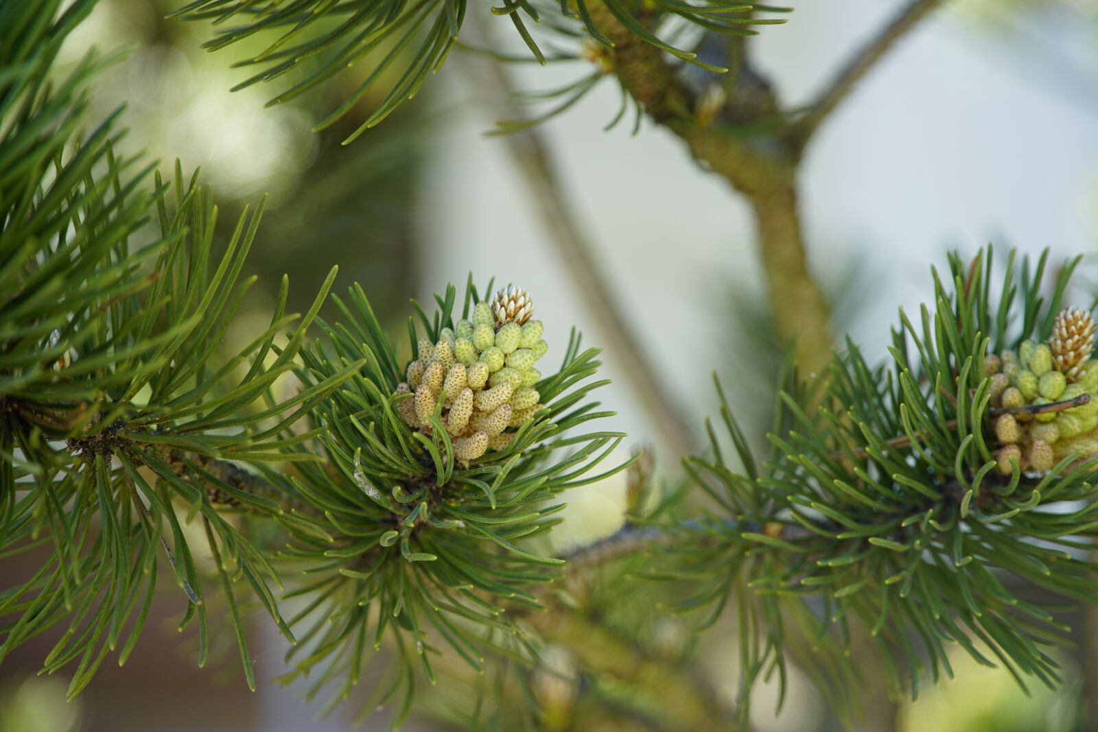 Канадское хвойное. Pinus banksiana Wisconsin. Сосна ладанная. Канадская сосна. Сахарная сосна.