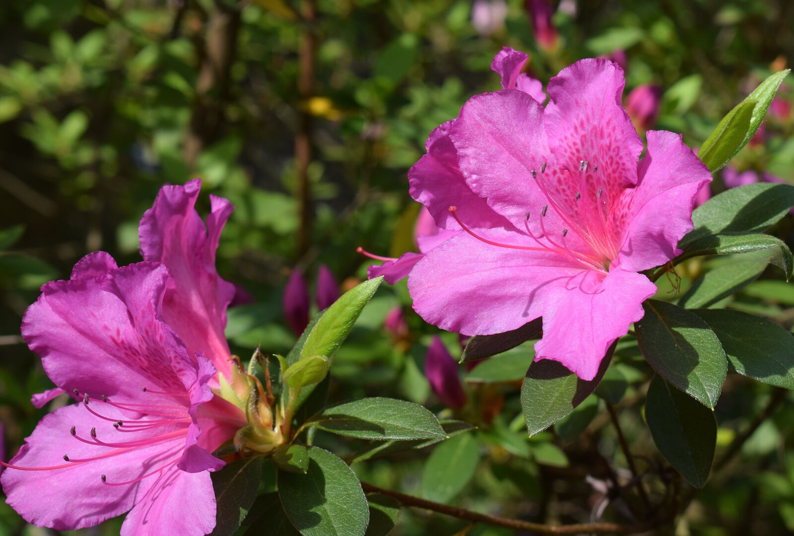 Nikon D3300 sample photo. Hot pink azalea, azalea photography
