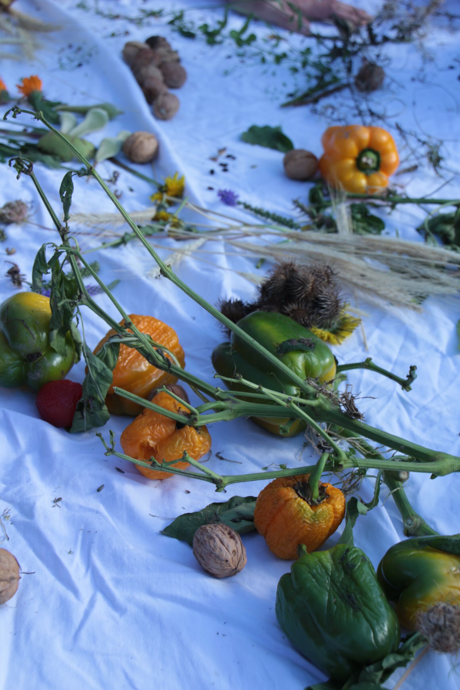 Canon EOS 700D (EOS Rebel T5i / EOS Kiss X7i) sample photo. Nature, seeds, harvest photography