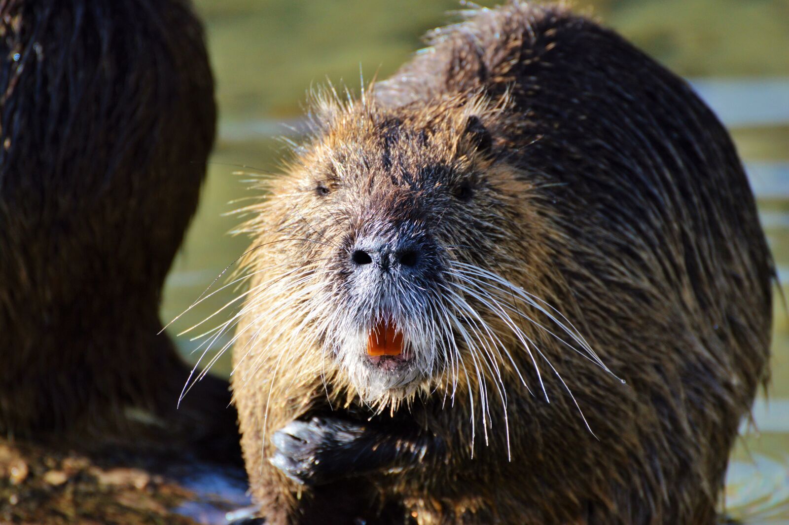 Nikon D3200 sample photo. Nutria, rodent, water rat photography