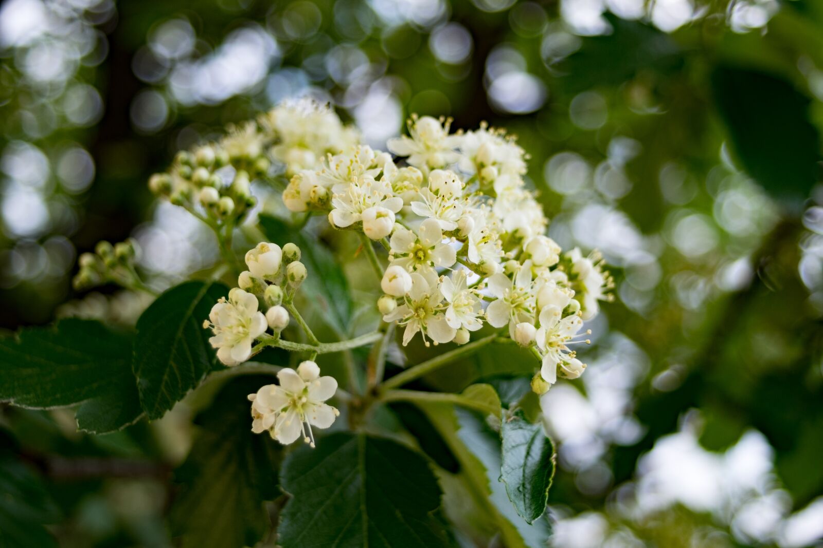 Fujifilm X-T10 sample photo. Rowan, sorbus, tree photography