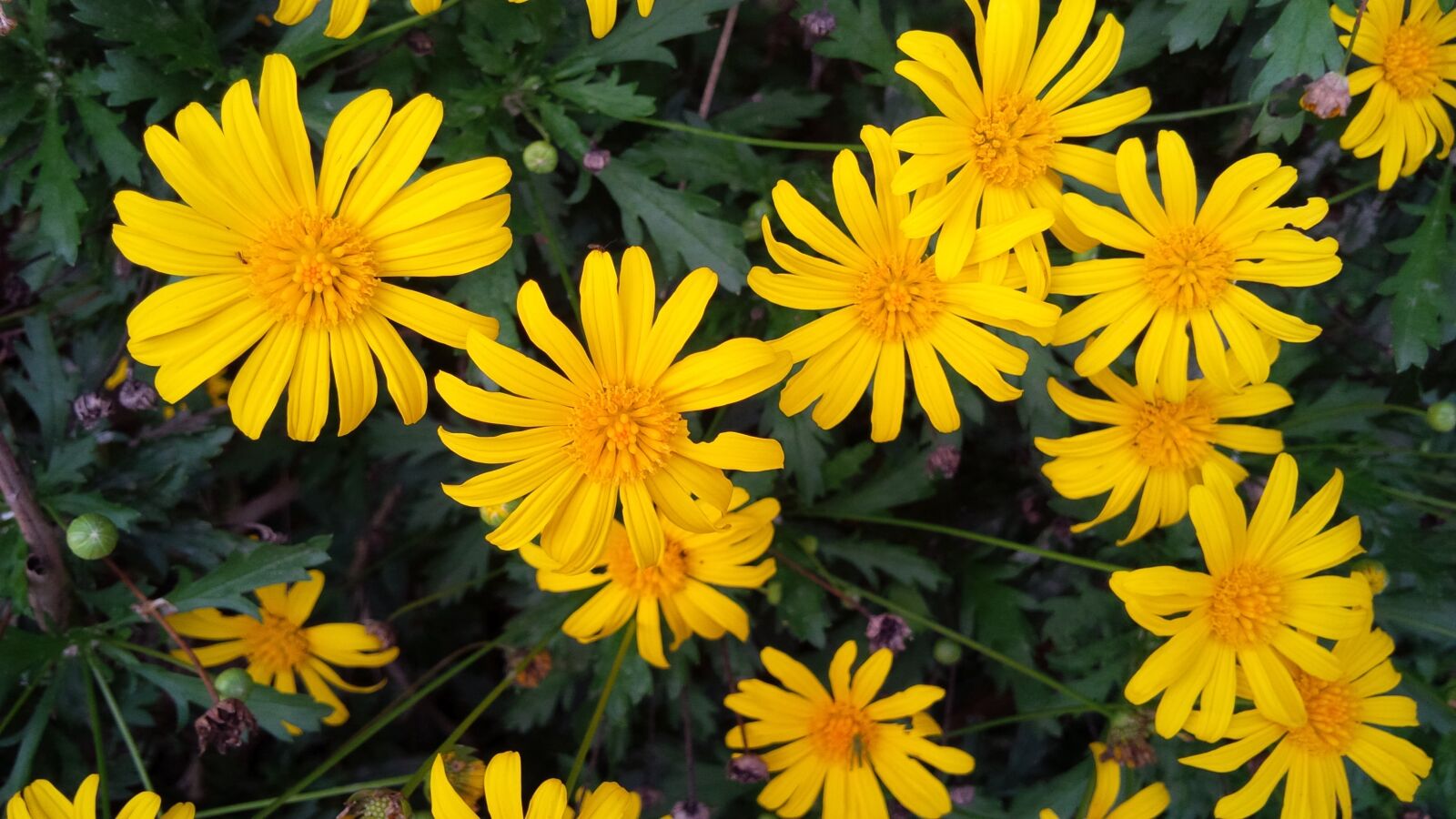 BlackBerry Z10 sample photo. Yellow, flower, summer photography