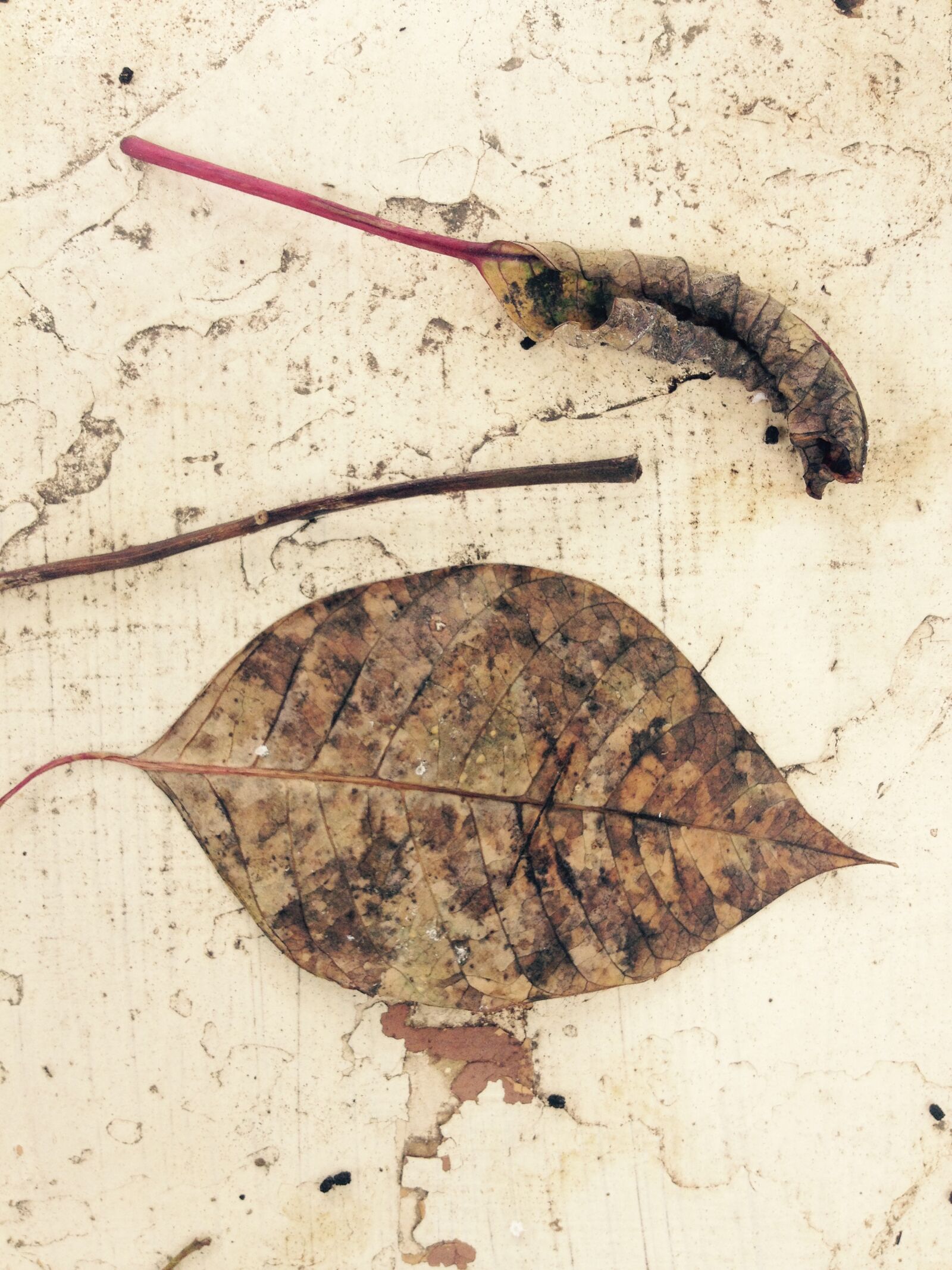 iPhone 4S back camera 4.28mm f/2.4 sample photo. Decay, dried, leaves, dry photography