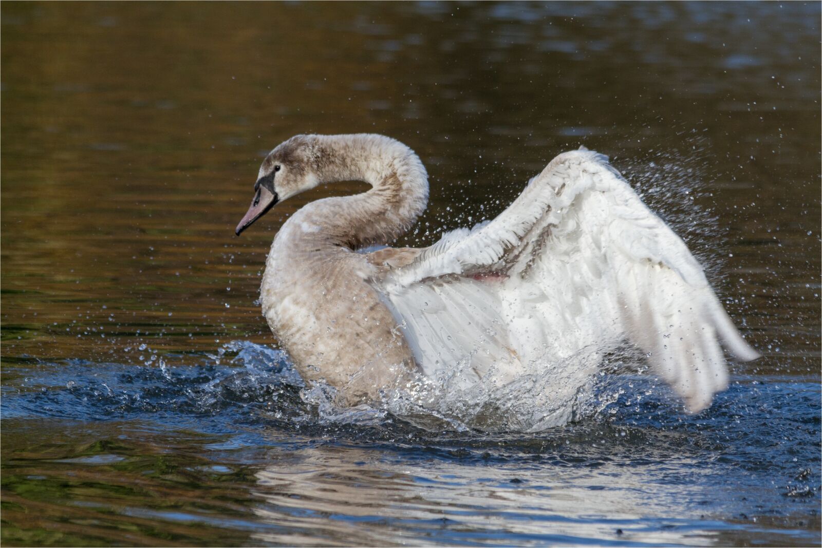 Canon EOS 7D sample photo. Swan, water bird, nature photography