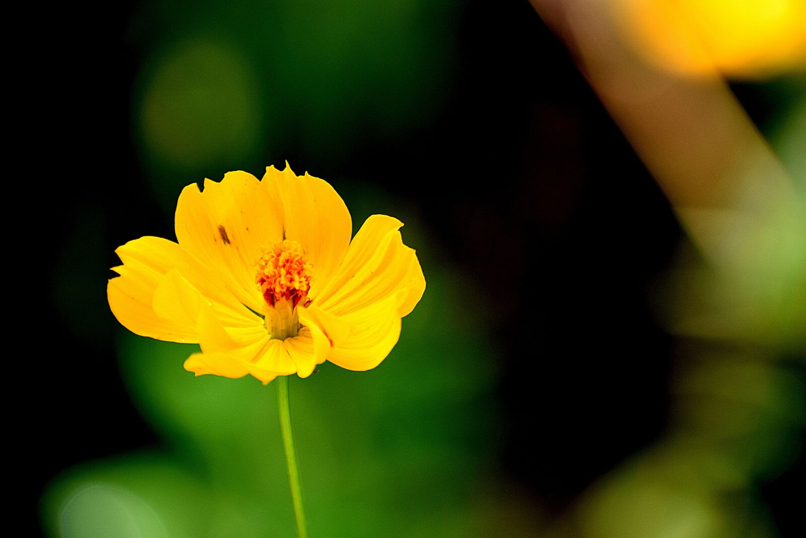 Nikon D3300 sample photo. Nature, flower, yellow photography
