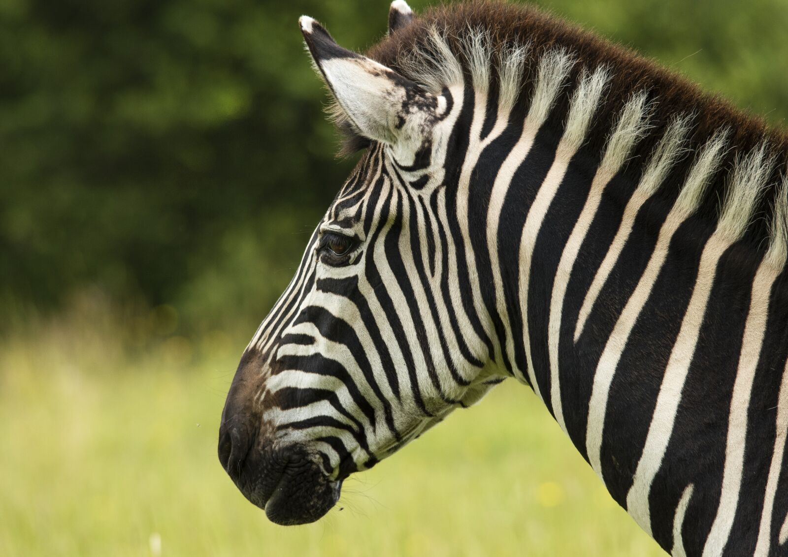 Nikon D5600 sample photo. Zebra, stripes, africa photography