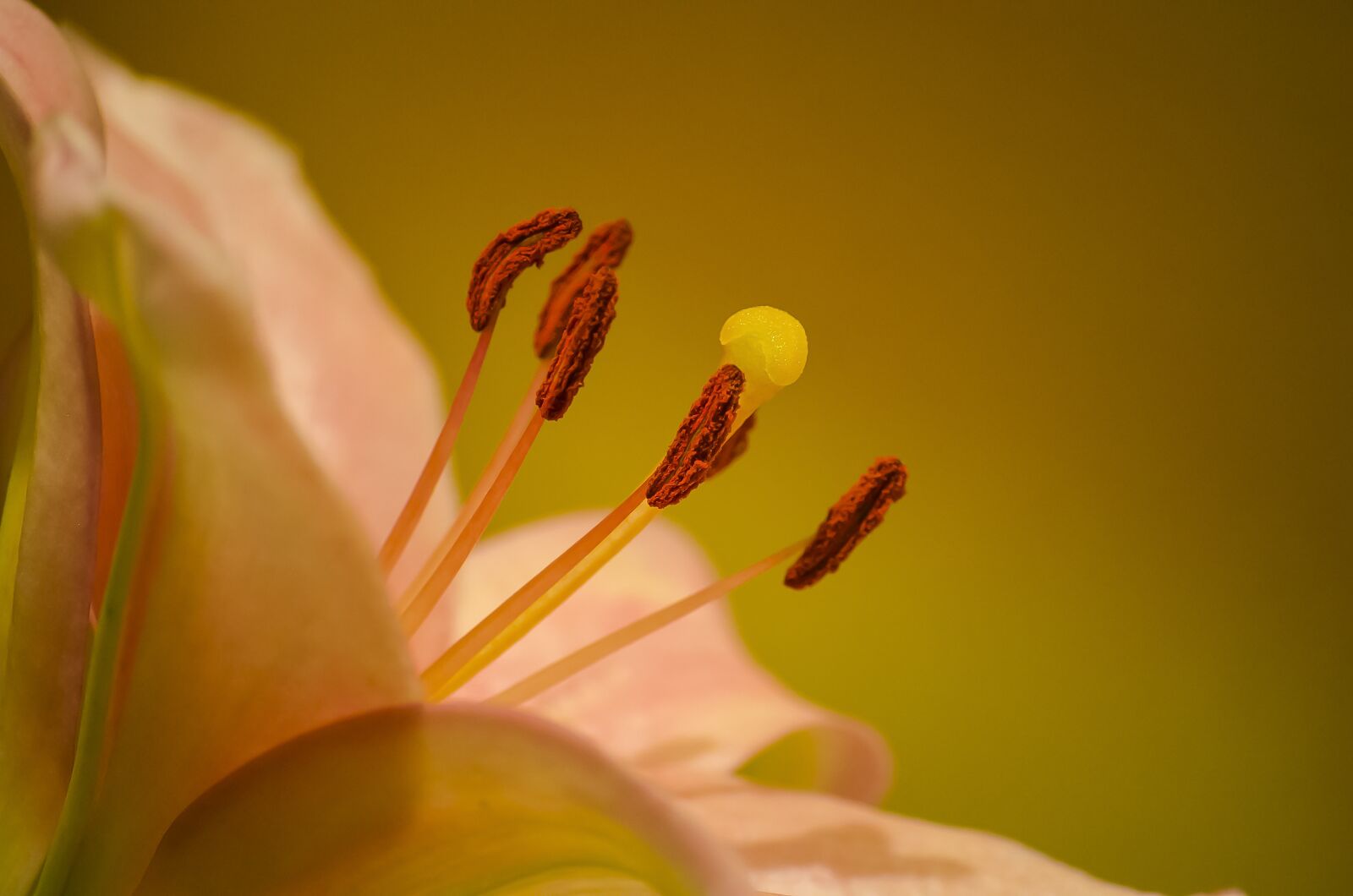 Nikon D5100 sample photo. Flower, lily, mood photography