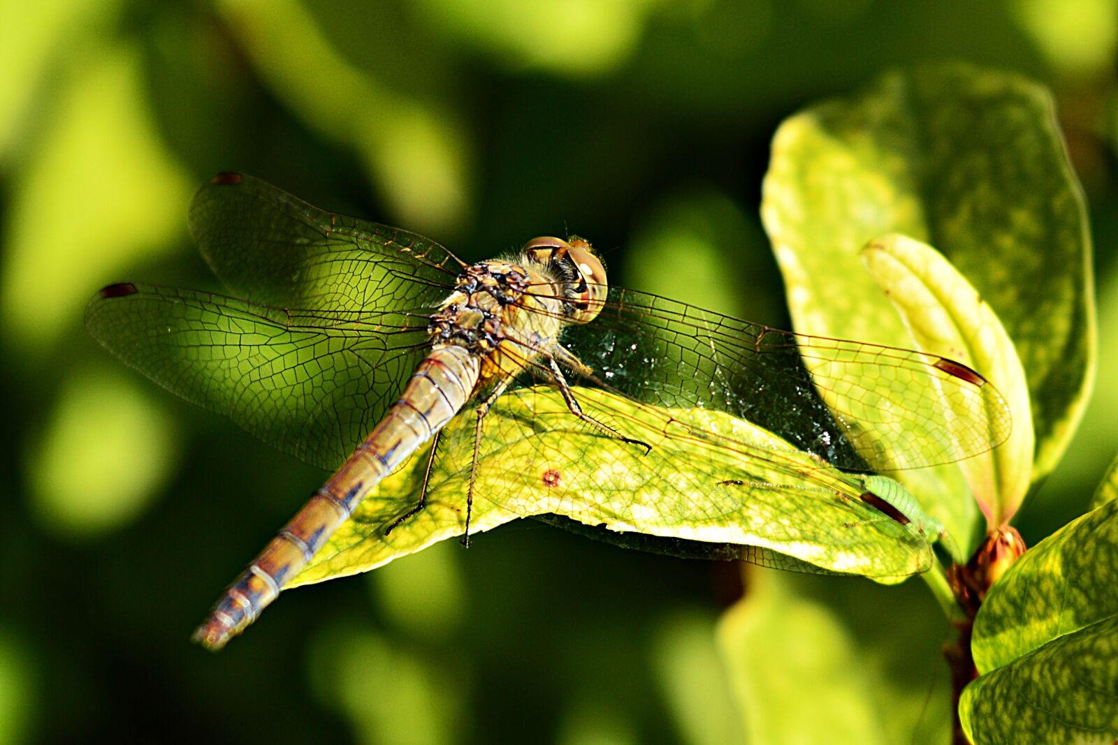Nikon D3200 sample photo. Dragonfly, insect, nature photography