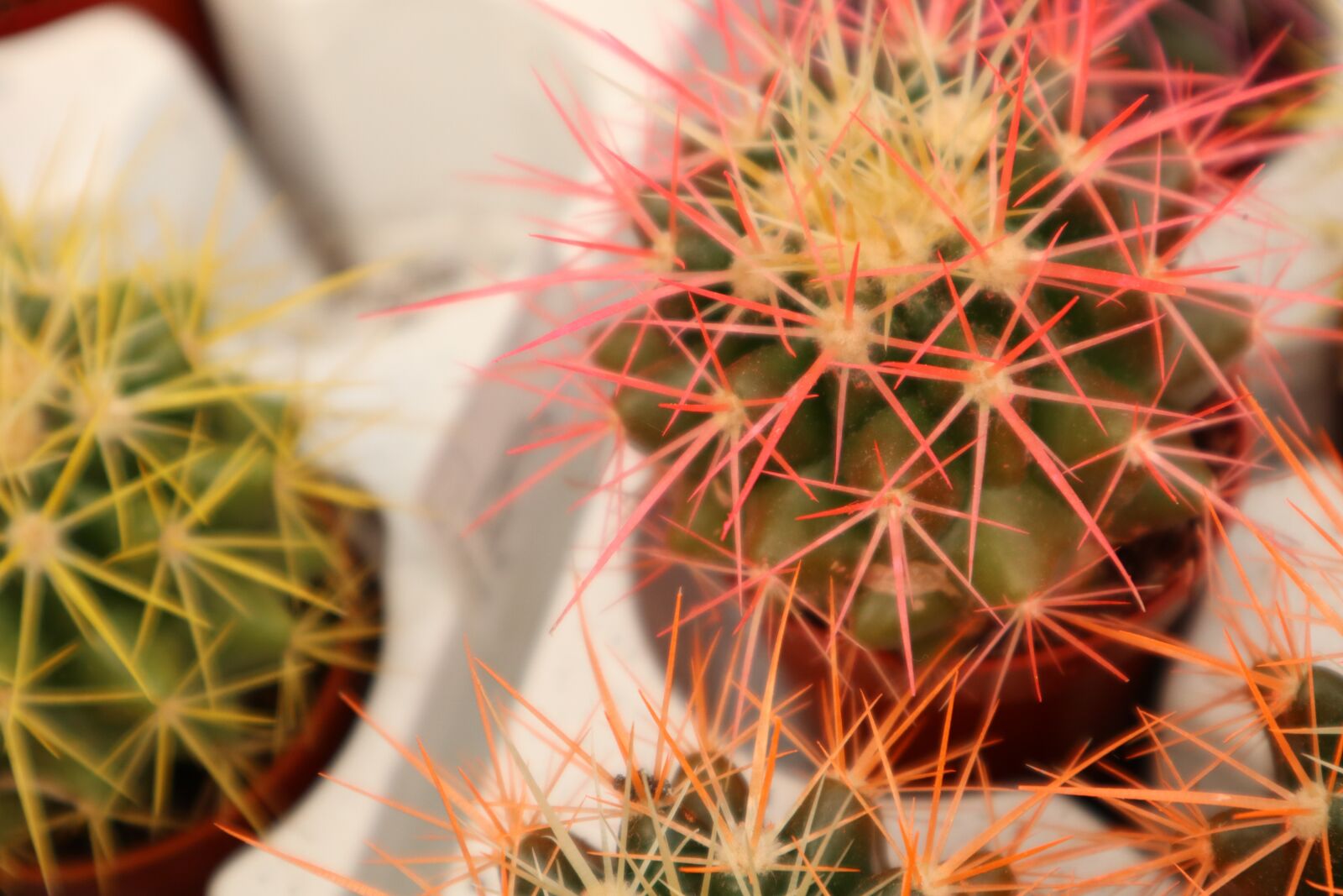 Canon EOS M100 sample photo. Plant, cactus, spikes photography
