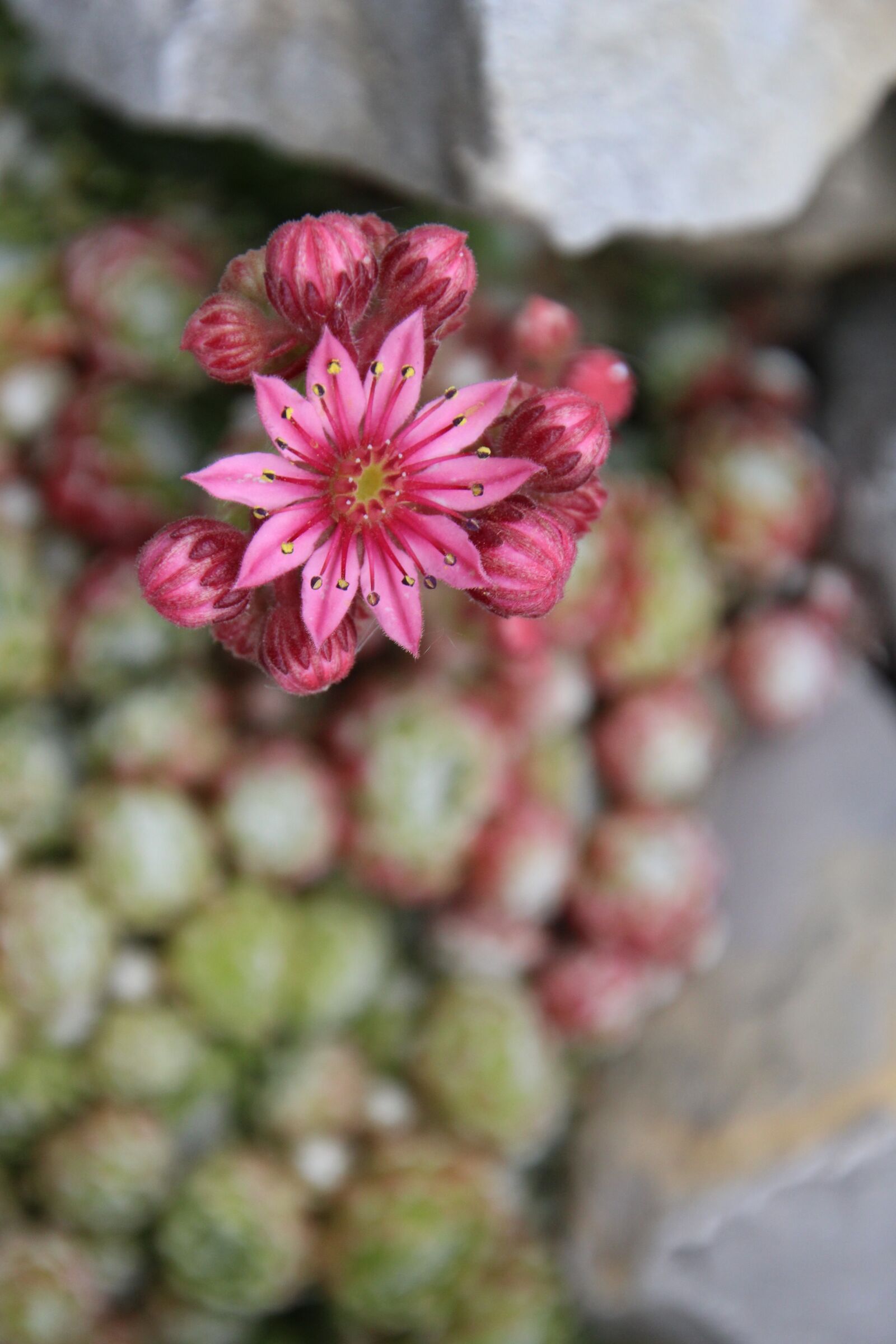 Canon EOS 1200D (EOS Rebel T5 / EOS Kiss X70 / EOS Hi) sample photo. Wurz, stone garden, blossom photography