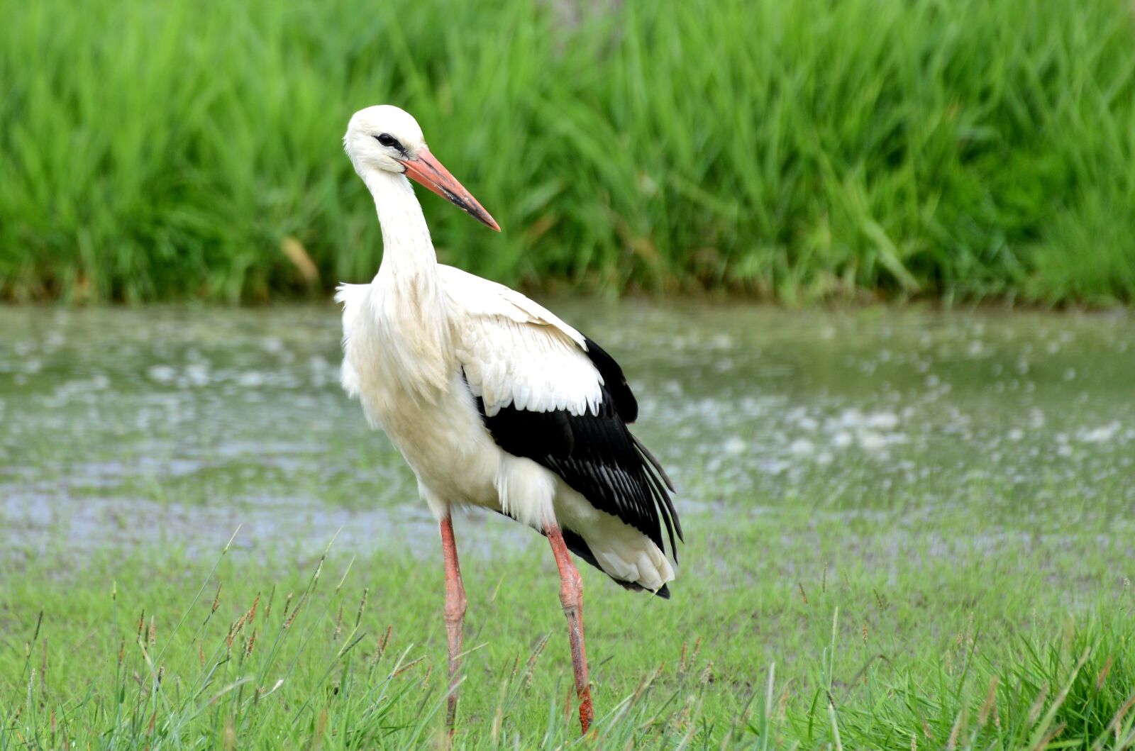 Nikon D600 sample photo. Stork, bird, feather photography