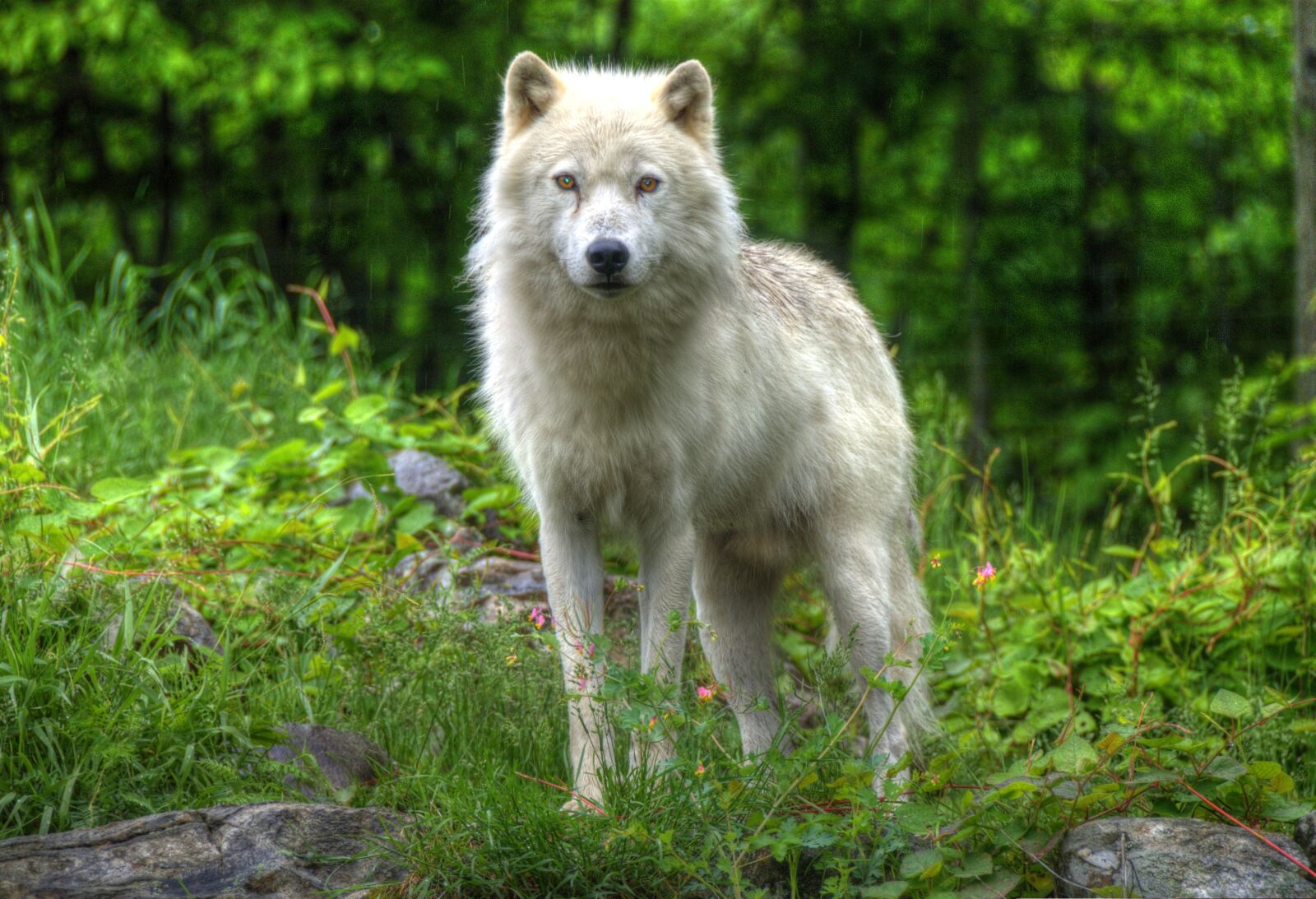 Nikon D80 sample photo. Canada, omega park, fauna photography