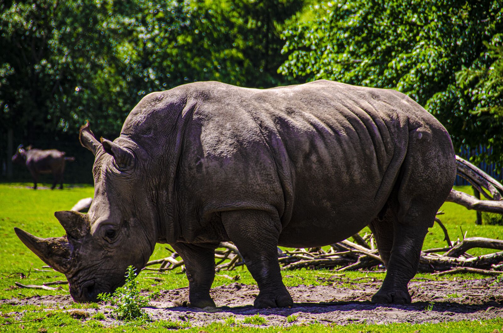 Nikon D5100 sample photo. Rhinoceros, rhino, animals photography