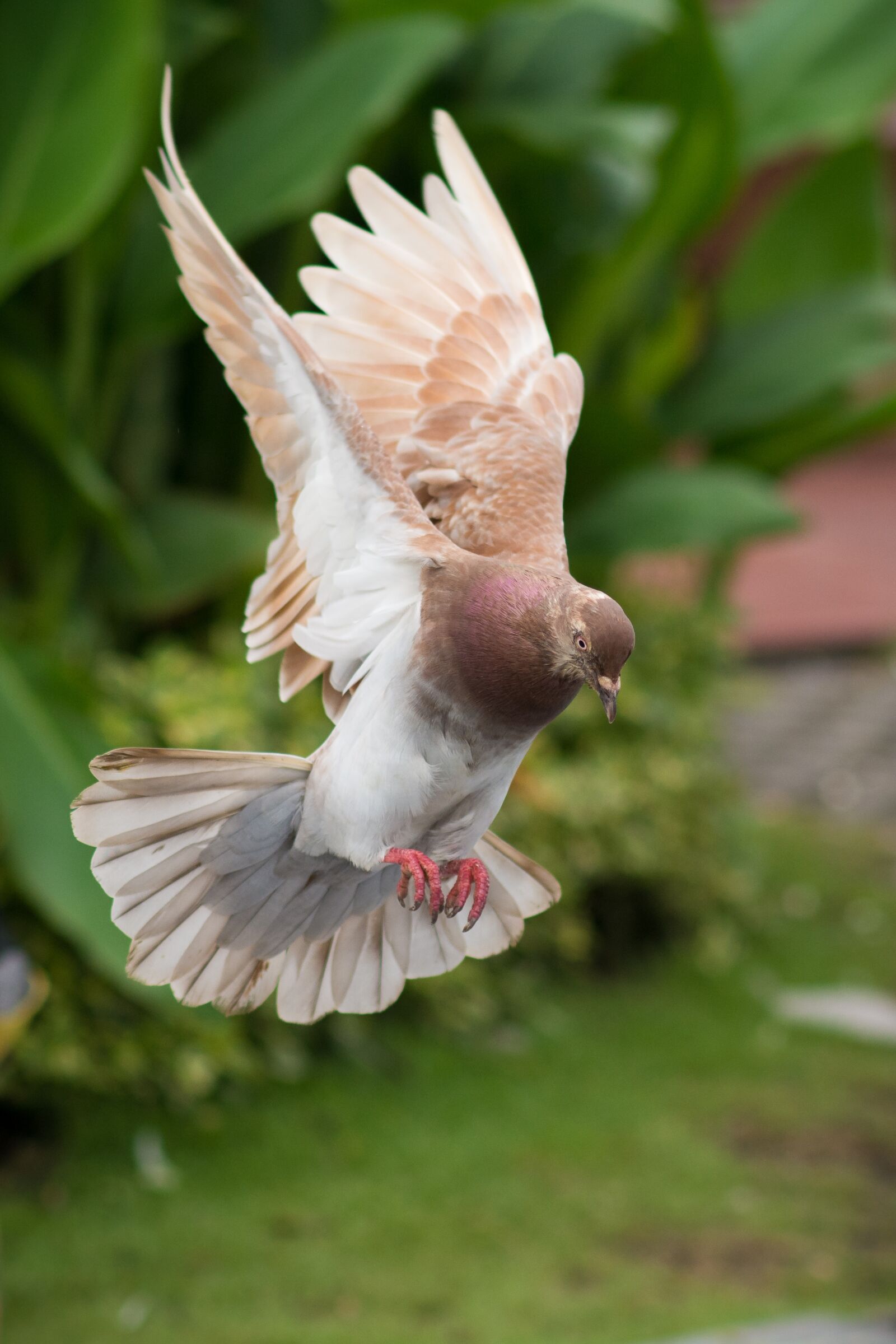 Nikon D7100 sample photo. Dove, bird, fly photography
