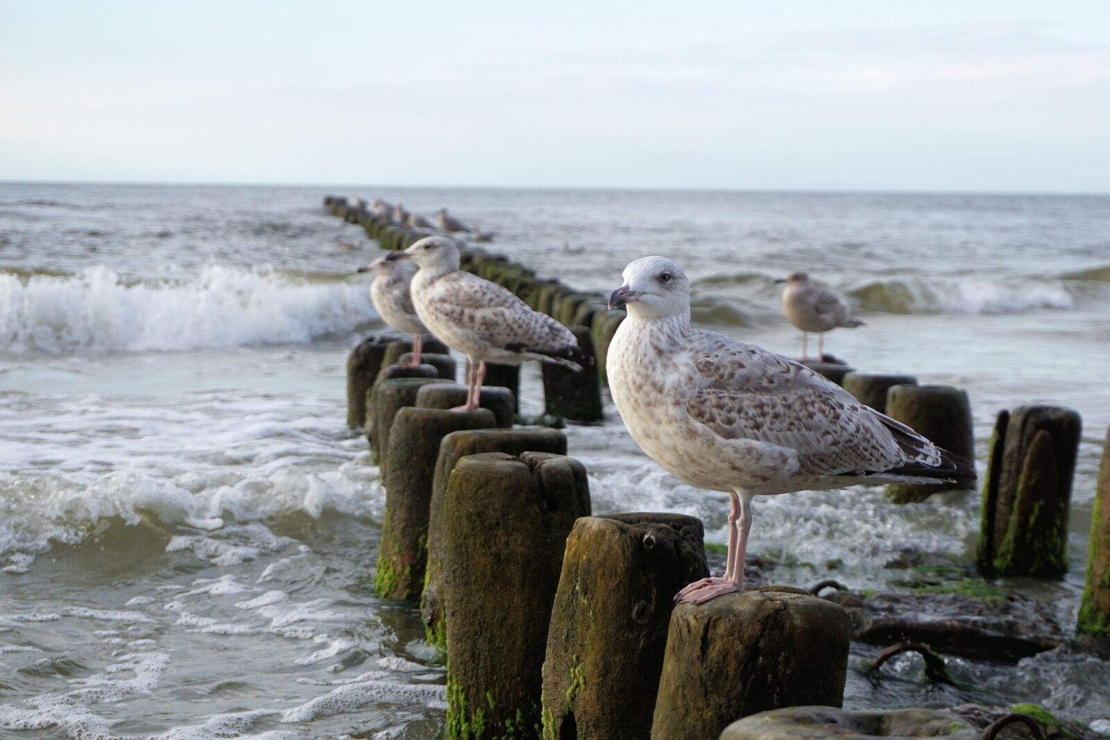 Sony a6000 sample photo. Seagull, baltic sea, sea photography