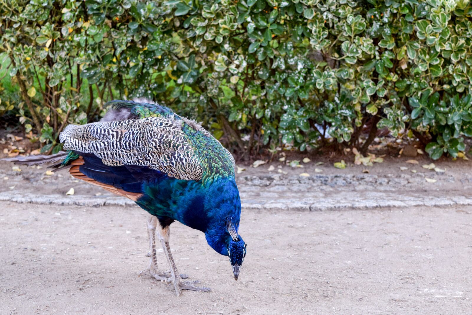 Nikon D5300 sample photo. Peacock, animal, park photography