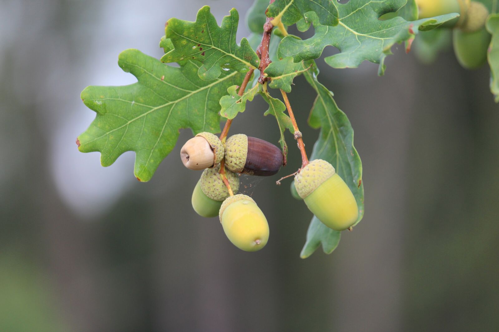 Canon EF-S 55-250mm F4-5.6 IS STM sample photo. Acorns, acorn, green photography
