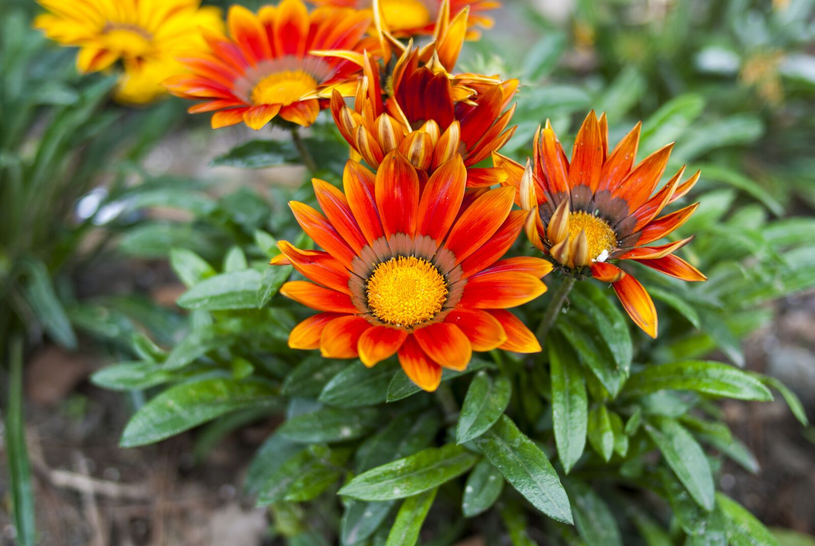 Nikon D60 sample photo. Plant, nature, garden photography