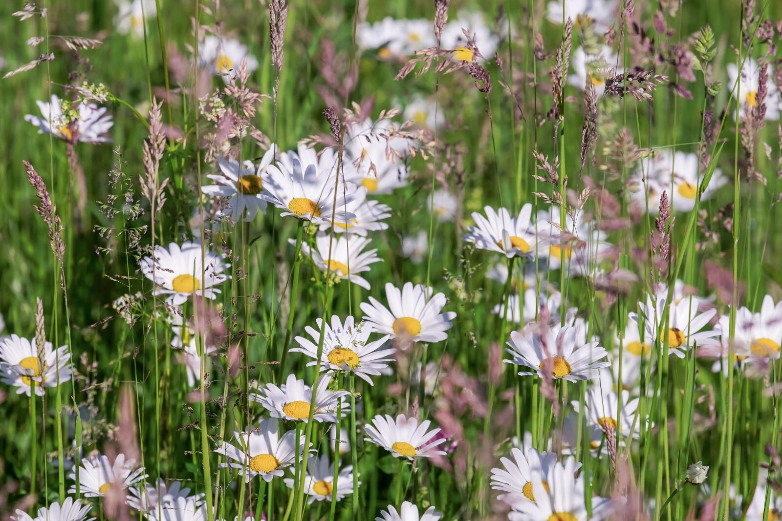 Fujifilm XF 55-200mm F3.5-4.8 R LM OIS sample photo. Daisies, bloom, meadow photography