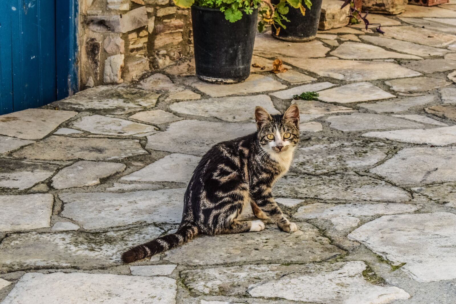 Nikon D3300 sample photo. Cat, animal, outdoors photography