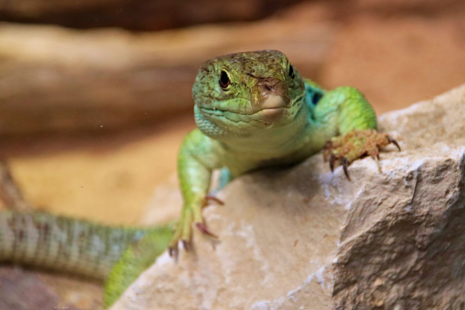 Canon EOS 77D (EOS 9000D / EOS 770D) sample photo. Lizard, green, curious photography