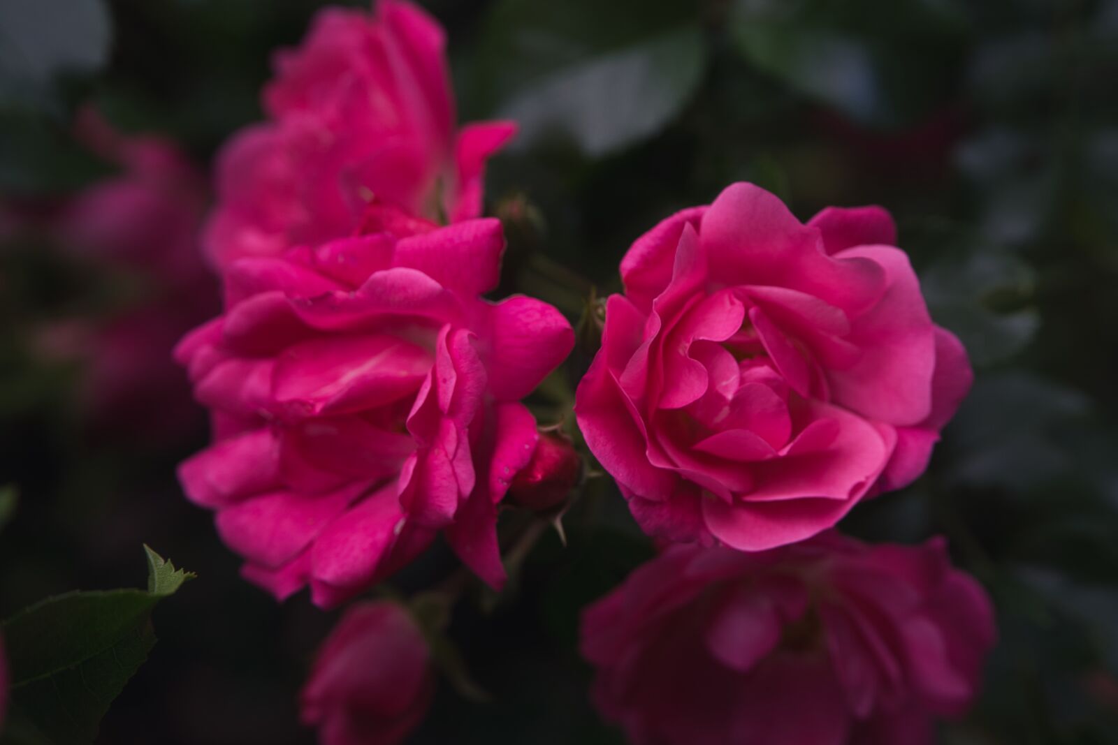 Sony a6000 + Sony E PZ 18-105mm F4 G OSS sample photo. Roses, nature, flowers photography