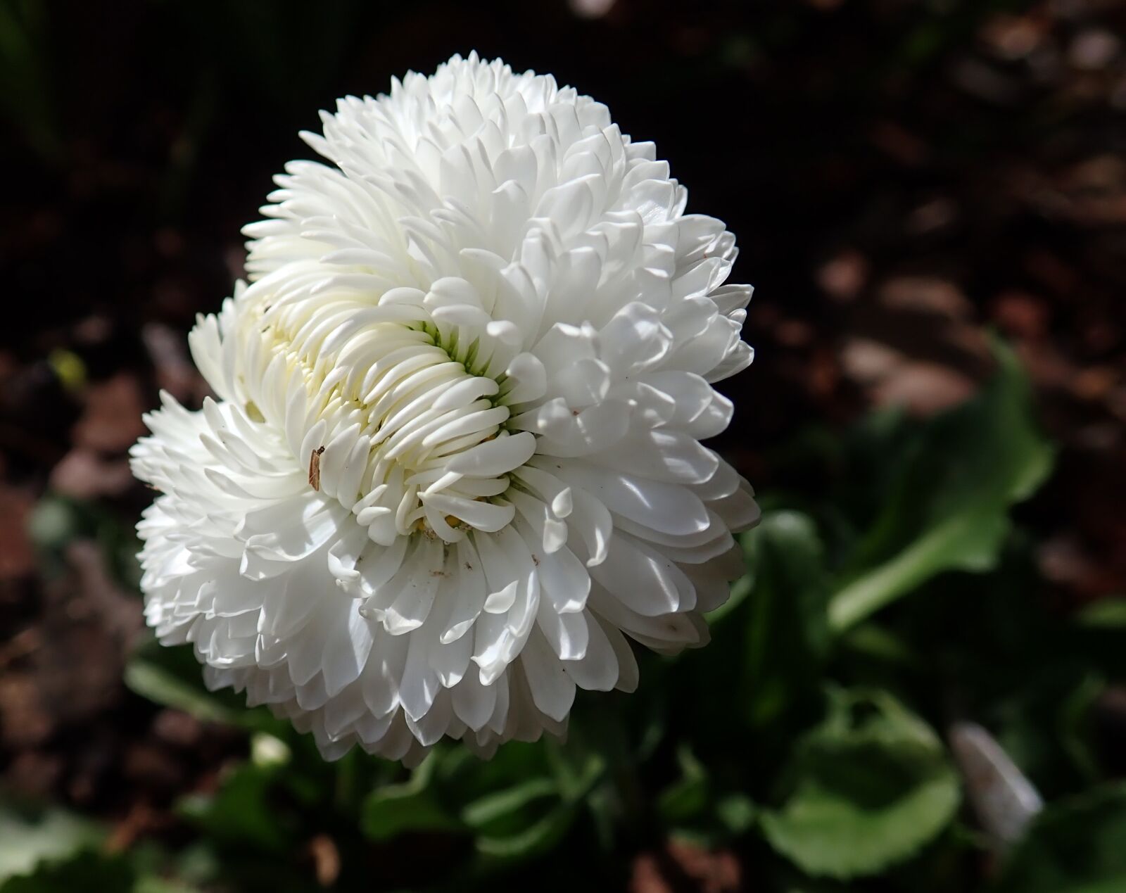 Olympus TG-5 sample photo. Daisy, flower, spring photography